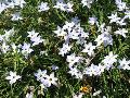 Spring Star Flower / Ipheion uniflorum 